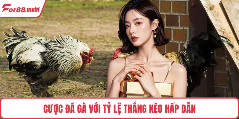 Cược đá gà với tỷ lệ thắng kèo hấp dẫn