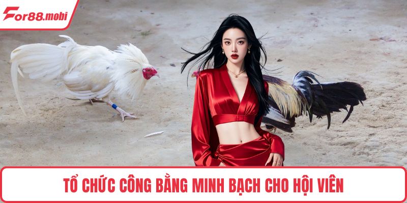 Đá Gà Nòi – Luật Chơi, Sức Hút Và Bí Quyết Cược Thắng Lớn 2 Tổ chức công bằng minh bạch cho hội viên